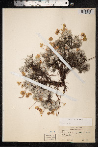 Eriogonum caespitosum image