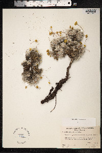 Eriogonum caespitosum image