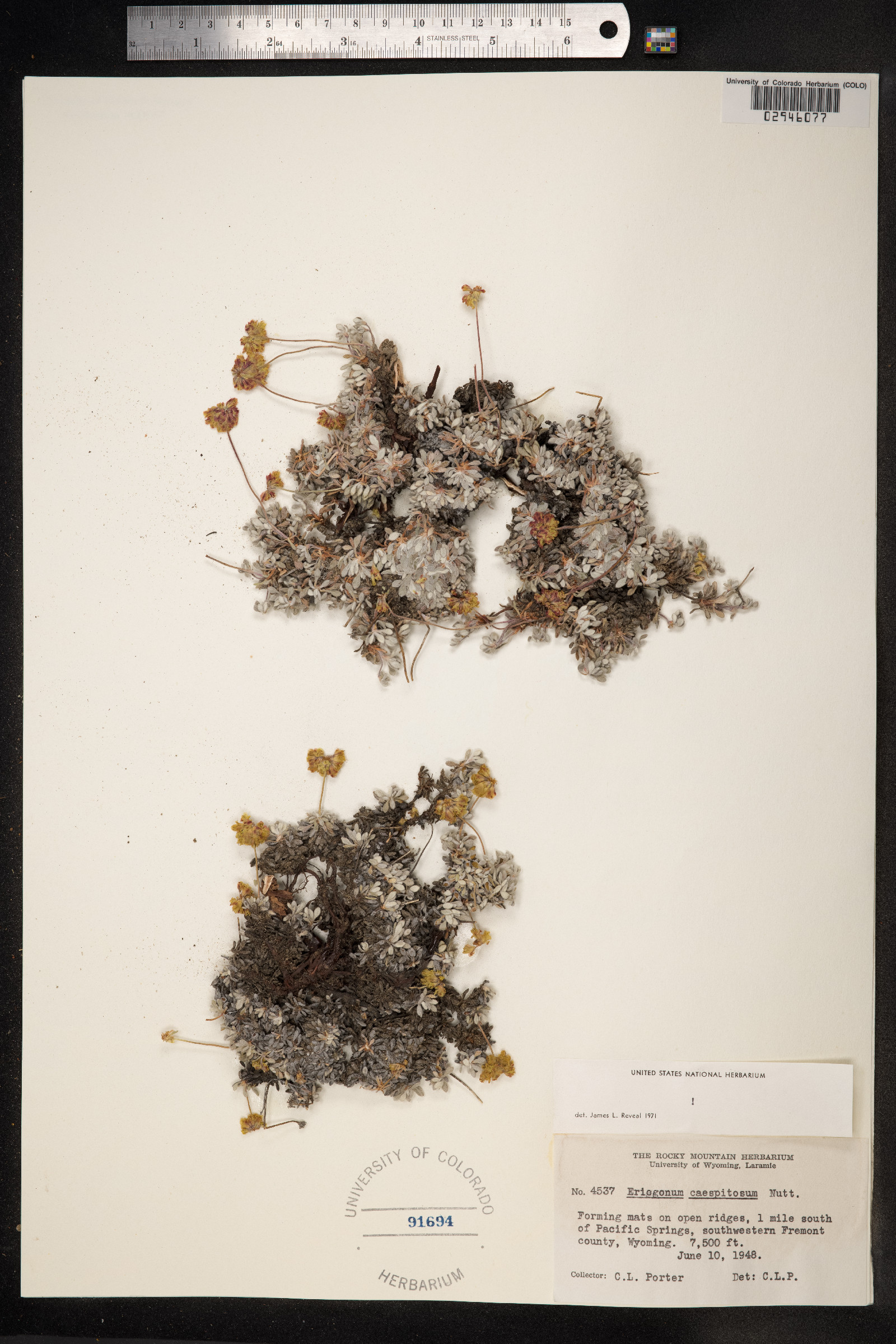 Eriogonum caespitosum image