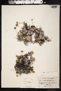 Eriogonum caespitosum image
