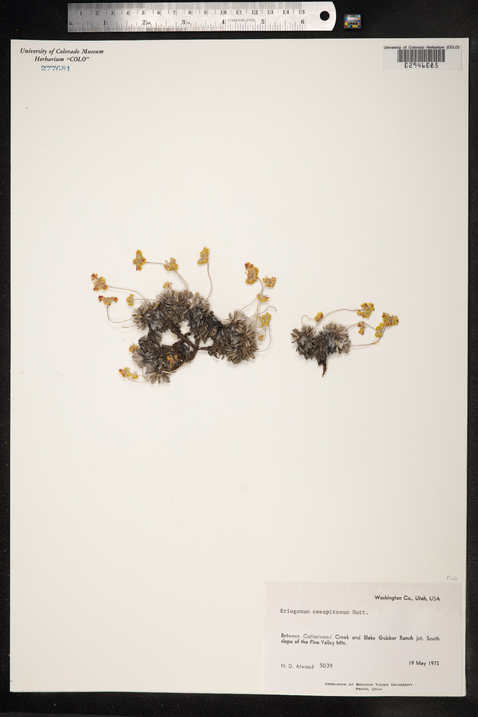 Eriogonum caespitosum image