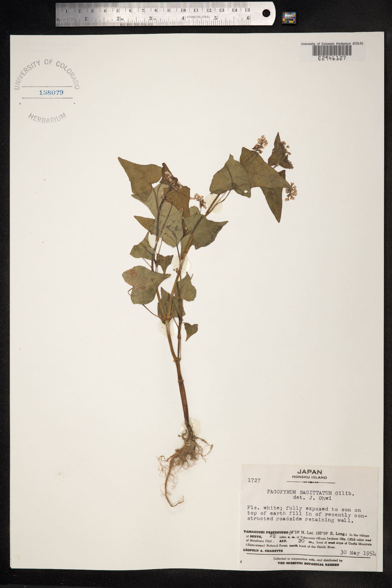 Fagopyrum tataricum image