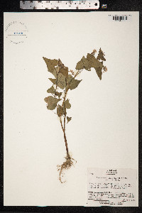 Fagopyrum tataricum image