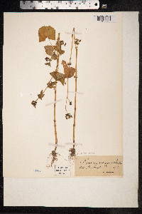 Fagopyrum tataricum image
