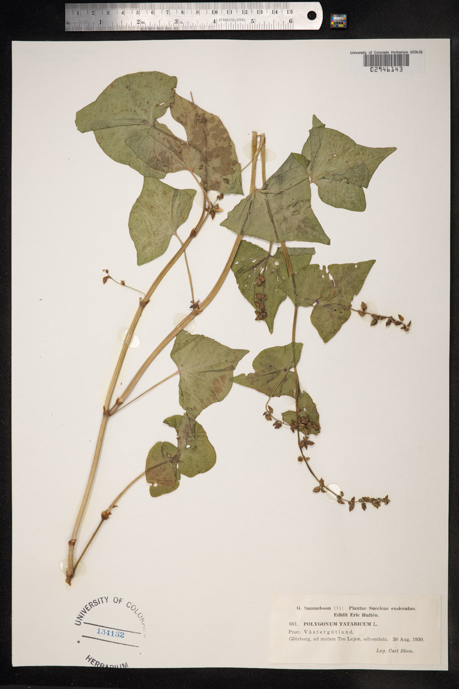 Fagopyrum tataricum image