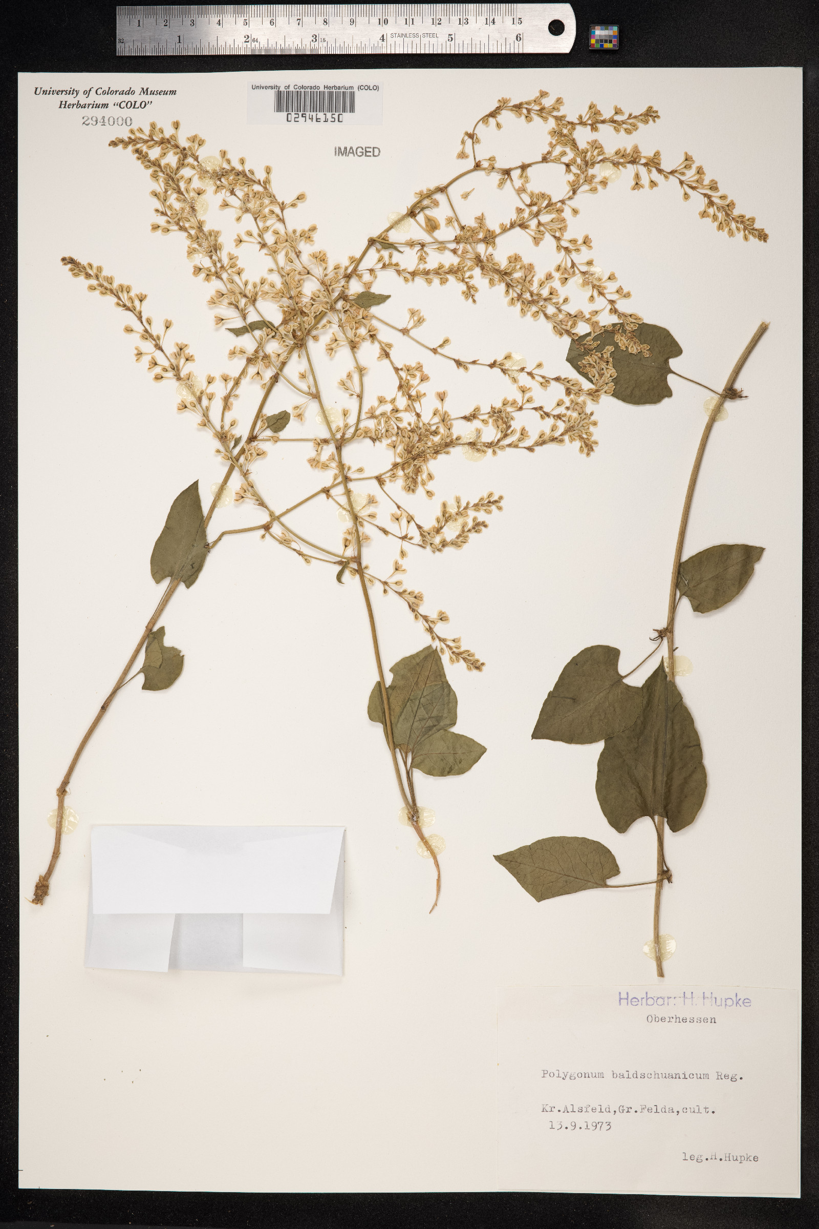 Fallopia baldschuanica image