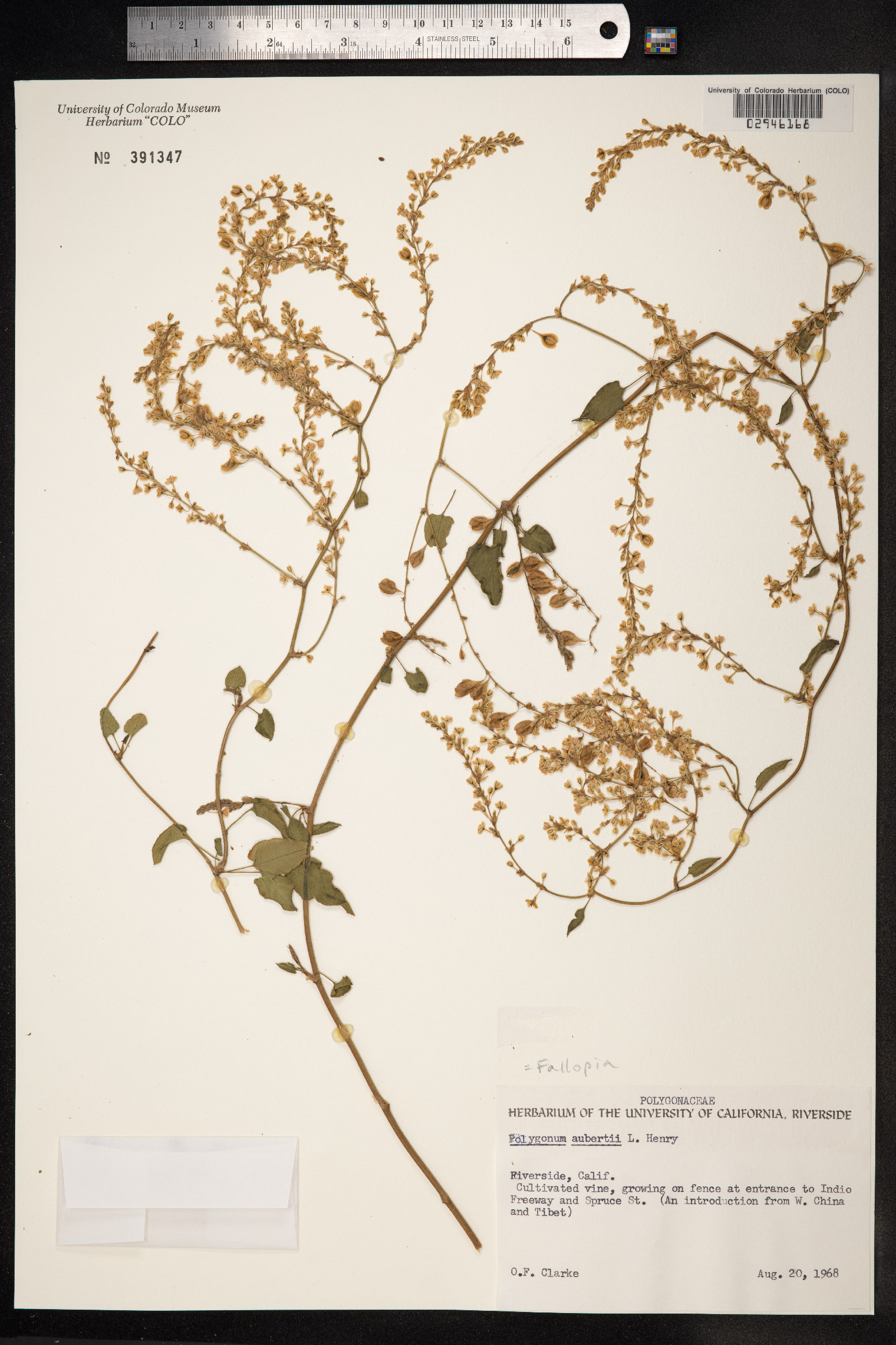 Fallopia baldschuanica image