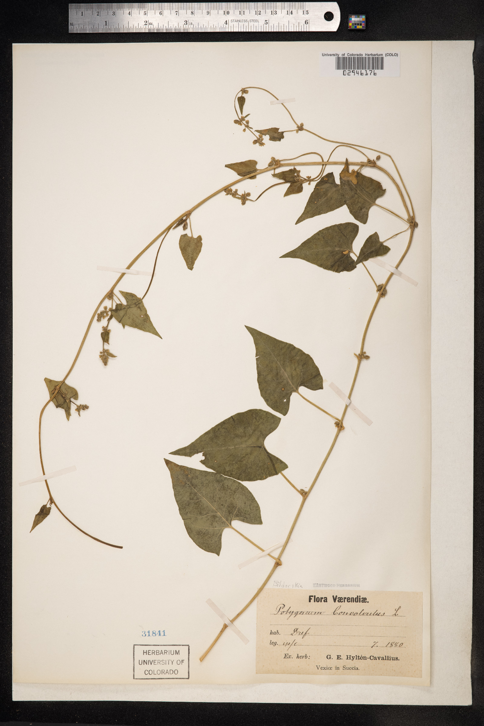 Fallopia convolvulus image