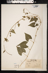 Fallopia convolvulus image
