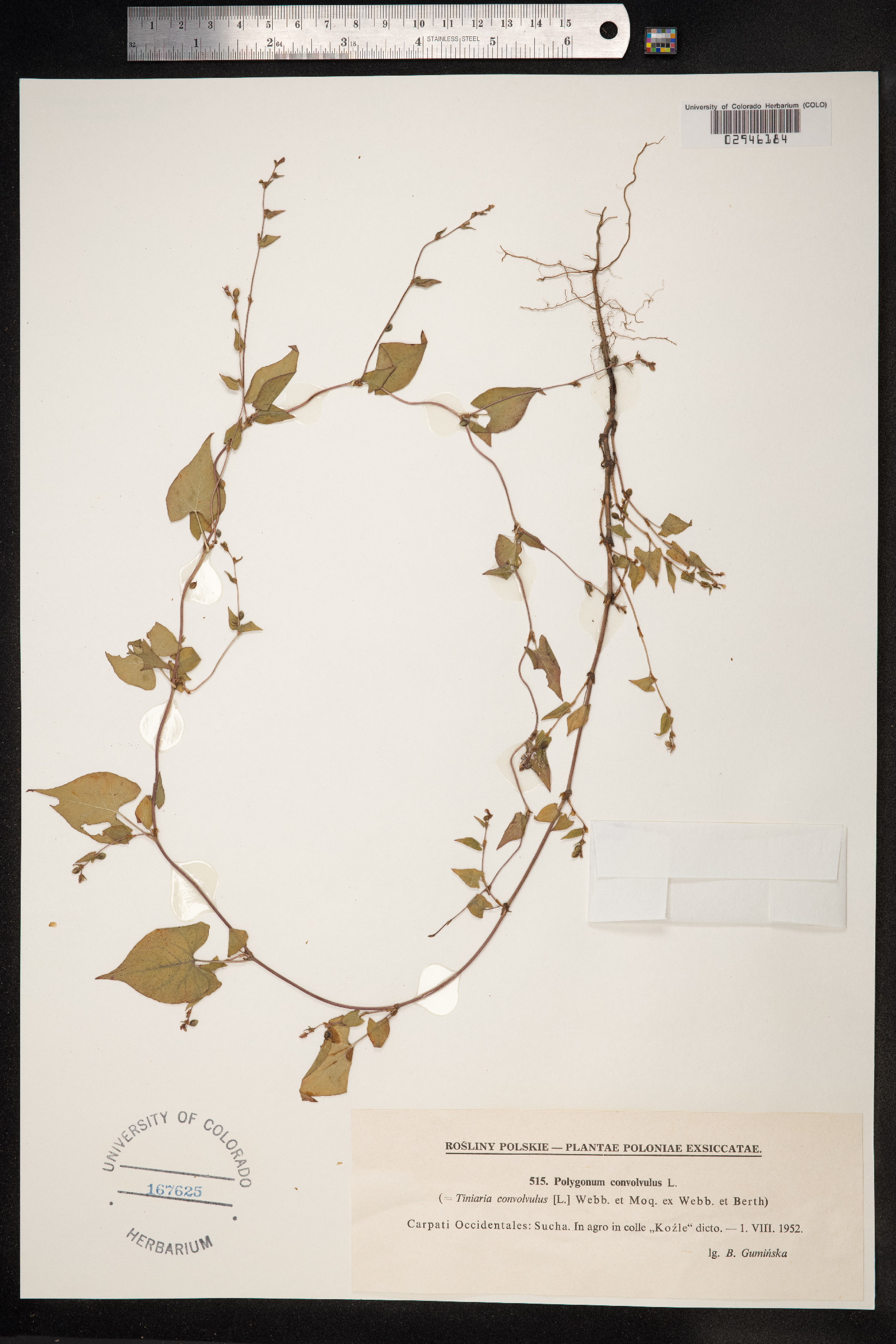 Fallopia convolvulus image