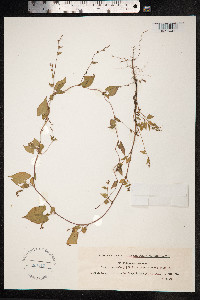 Fallopia convolvulus image