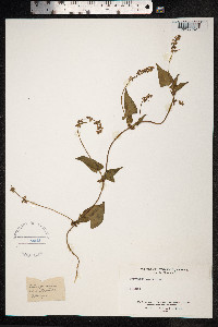 Fallopia convolvulus image