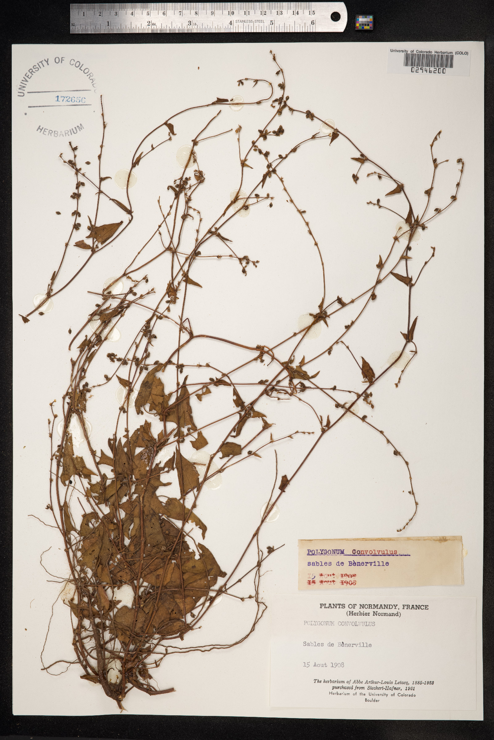 Fallopia convolvulus image