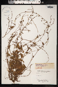 Fallopia convolvulus image