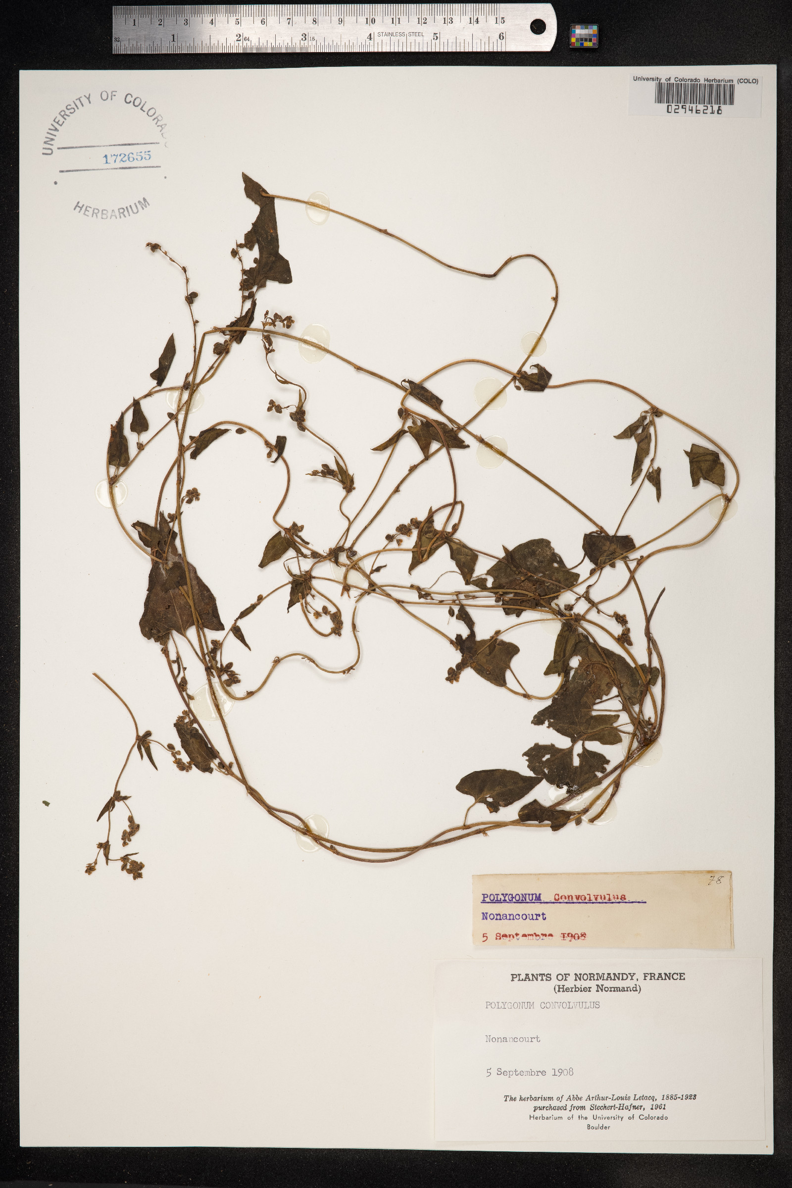 Fallopia convolvulus image