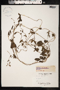 Fallopia convolvulus image