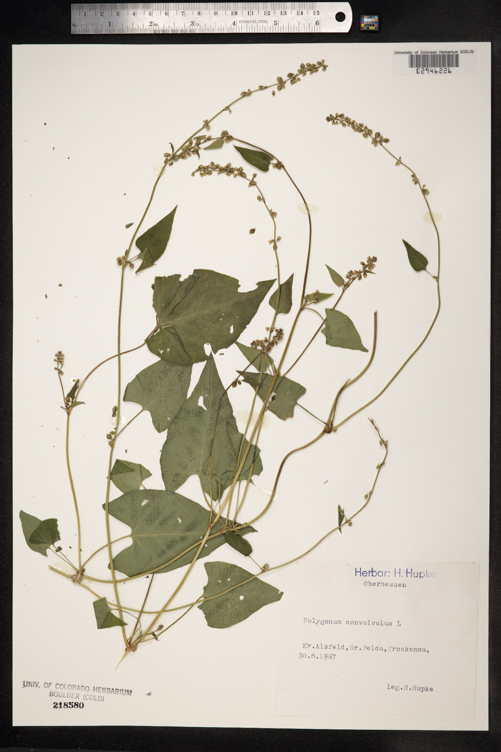 Fallopia convolvulus image