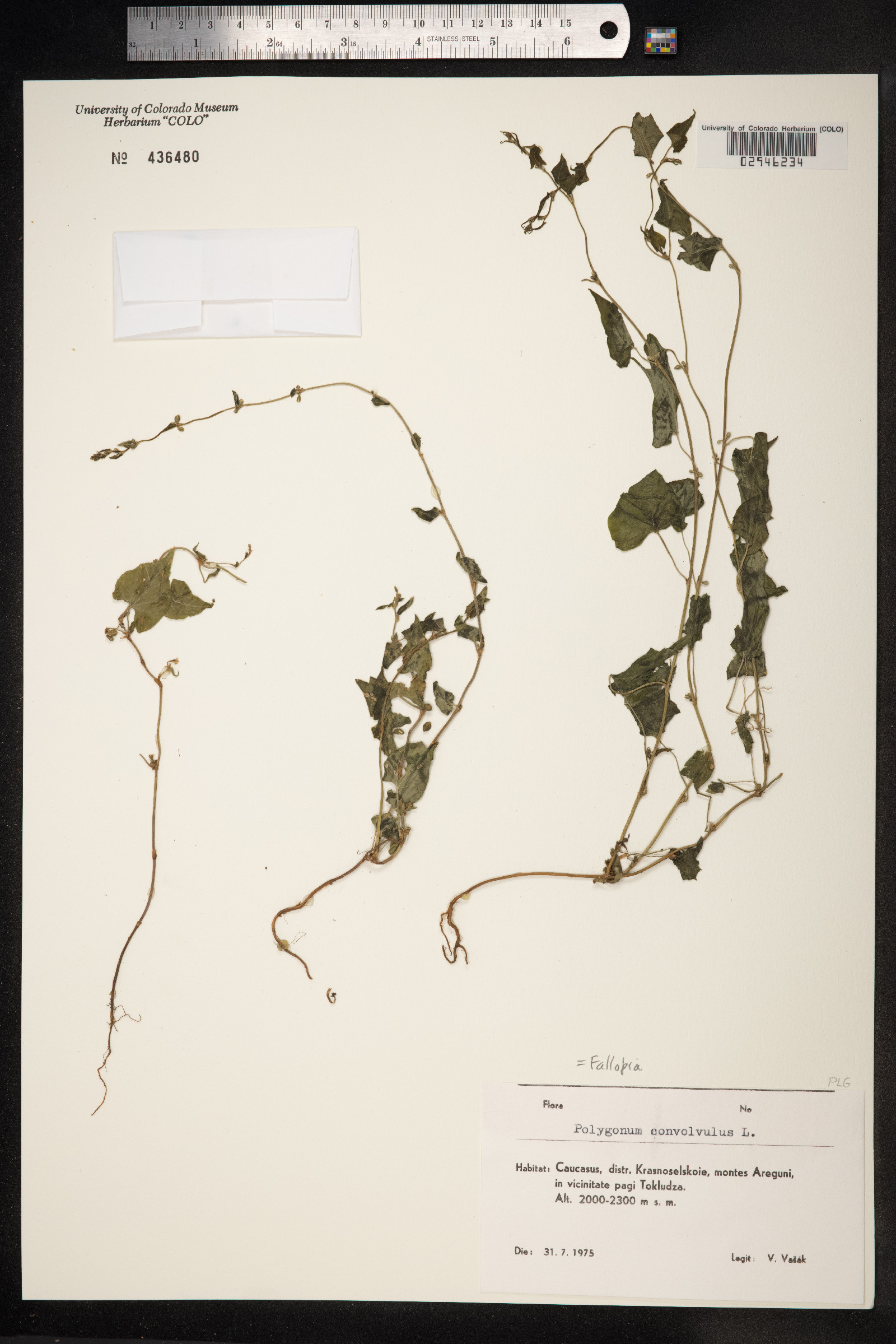 Fallopia convolvulus image