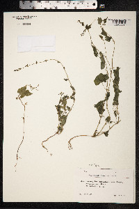 Fallopia convolvulus image