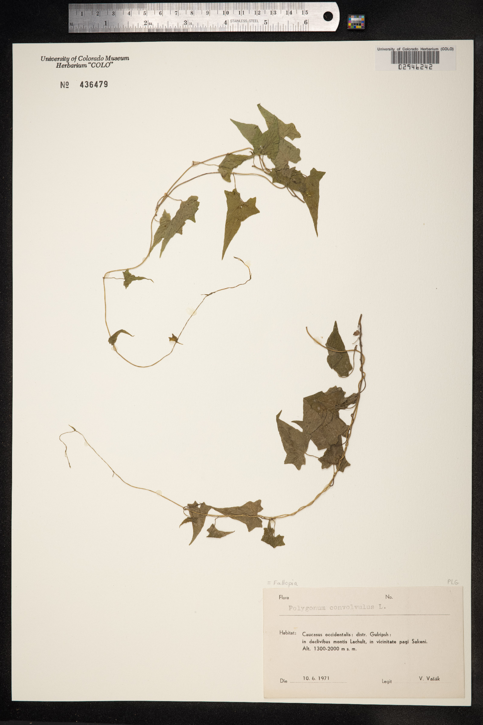 Fallopia convolvulus image