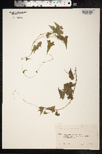 Fallopia convolvulus image