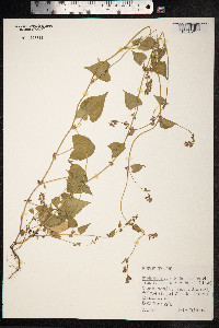 Fallopia convolvulus image