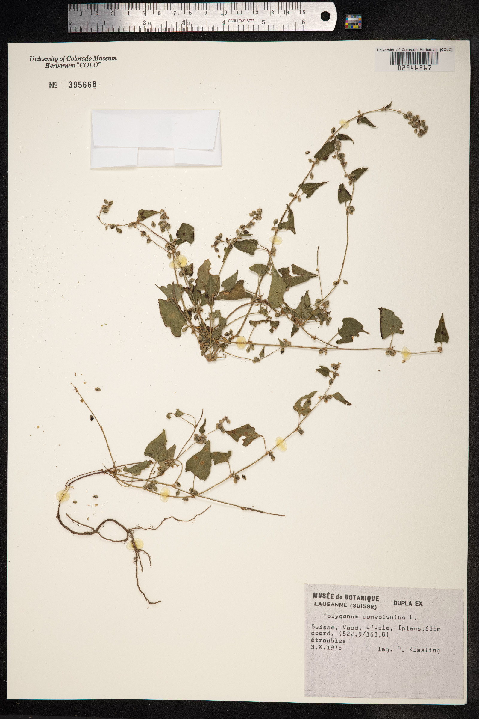 Fallopia convolvulus image