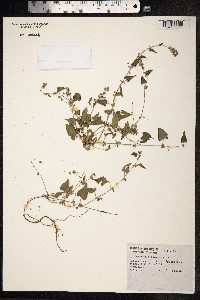 Fallopia convolvulus image