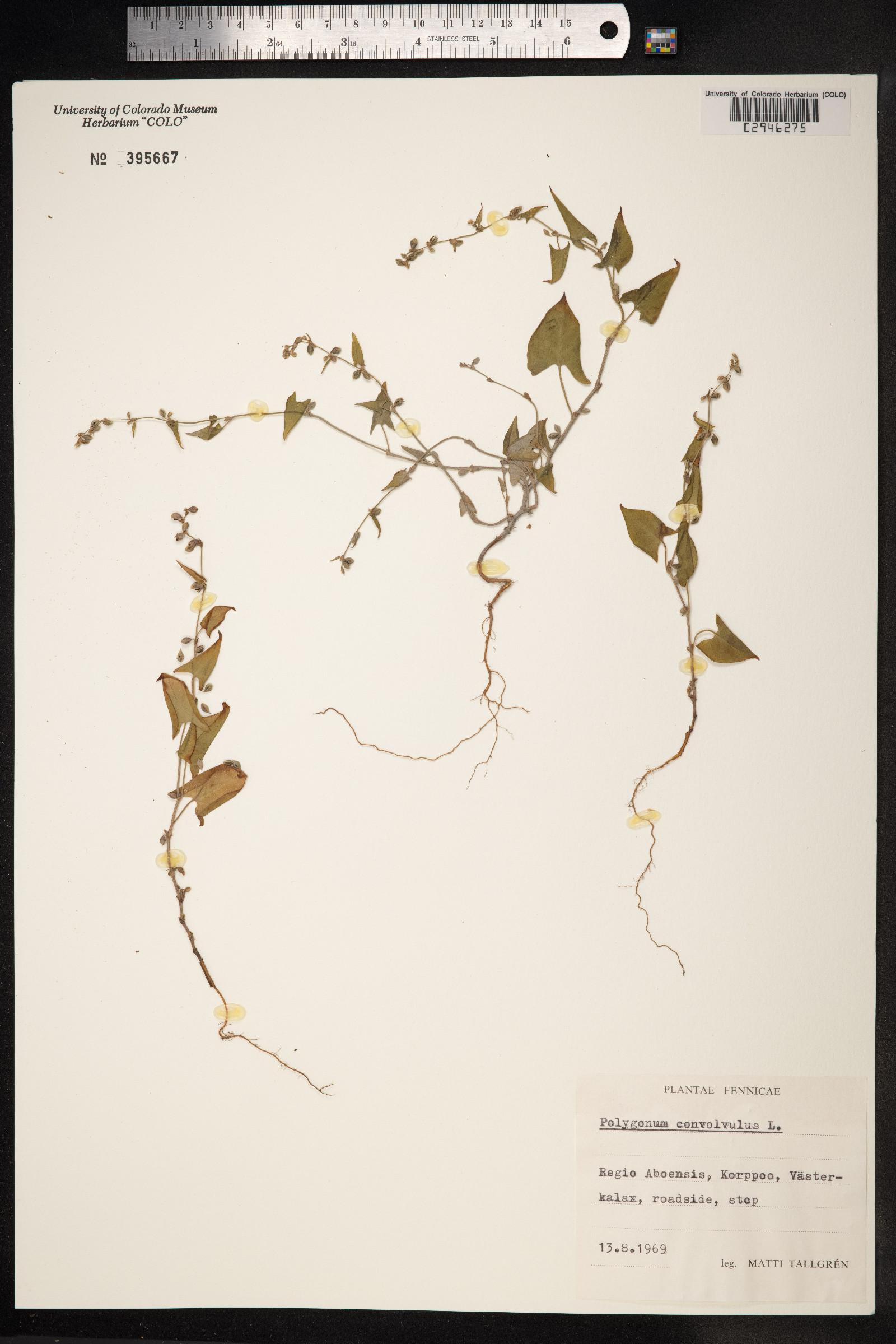 Fallopia convolvulus image