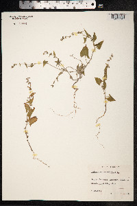 Fallopia convolvulus image
