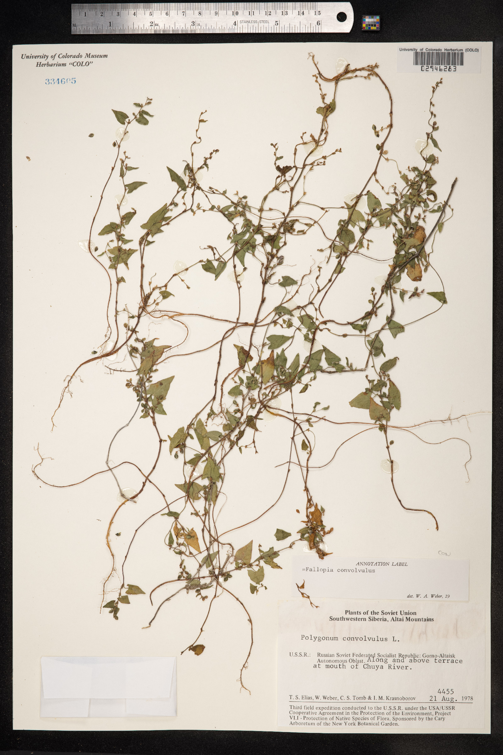 Fallopia convolvulus image