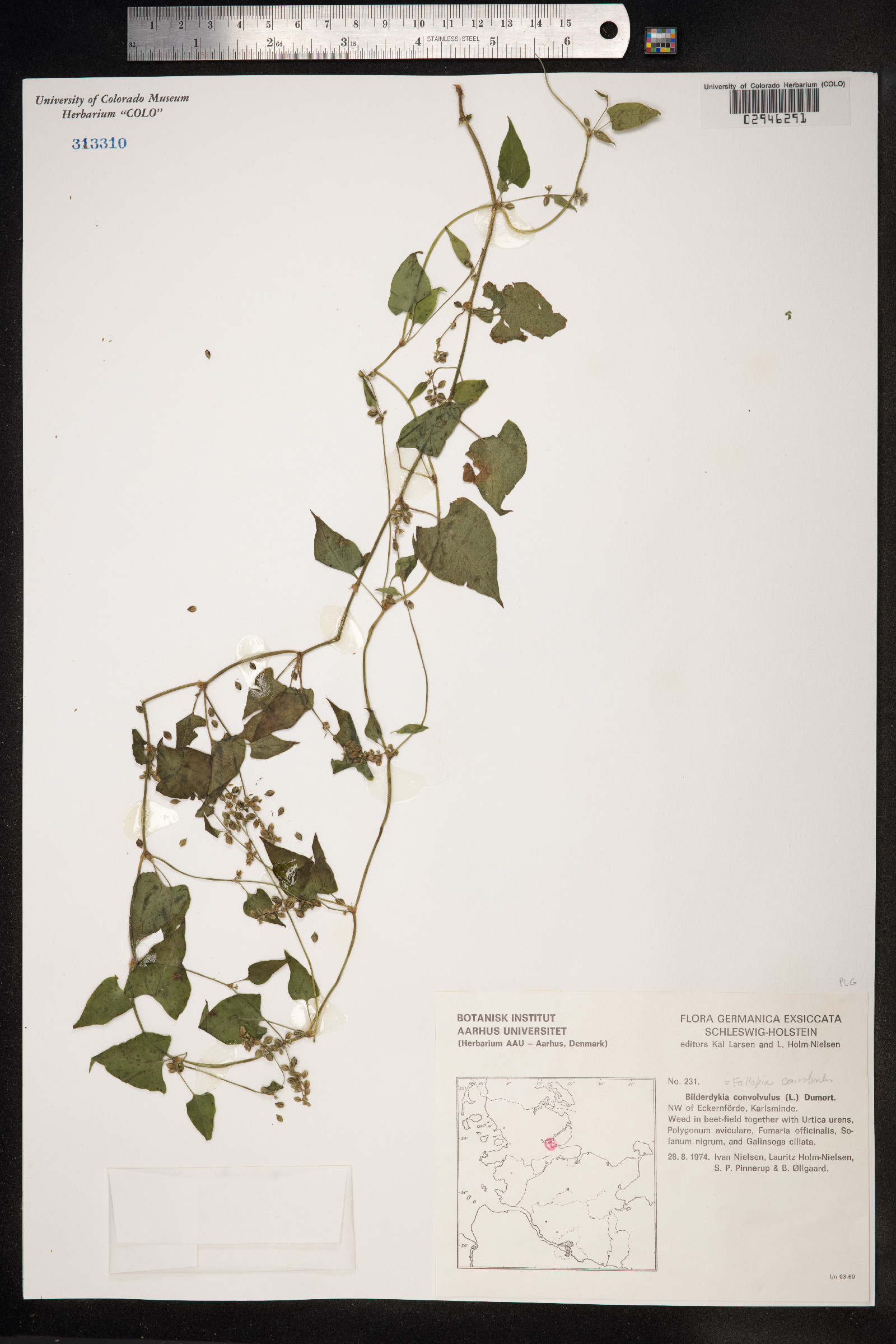 Fallopia convolvulus image