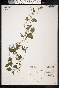 Fallopia convolvulus image