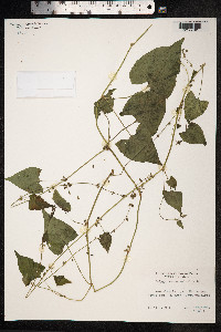 Fallopia convolvulus image