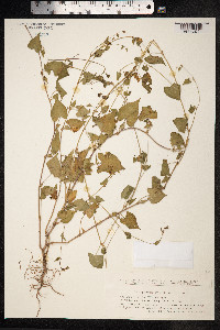 Fallopia convolvulus image