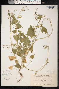 Fallopia convolvulus image