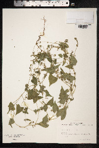Fallopia convolvulus image
