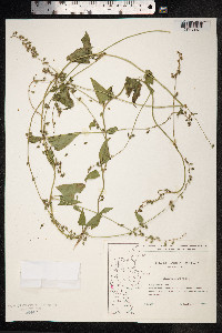 Fallopia convolvulus image