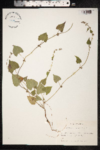 Fallopia convolvulus image