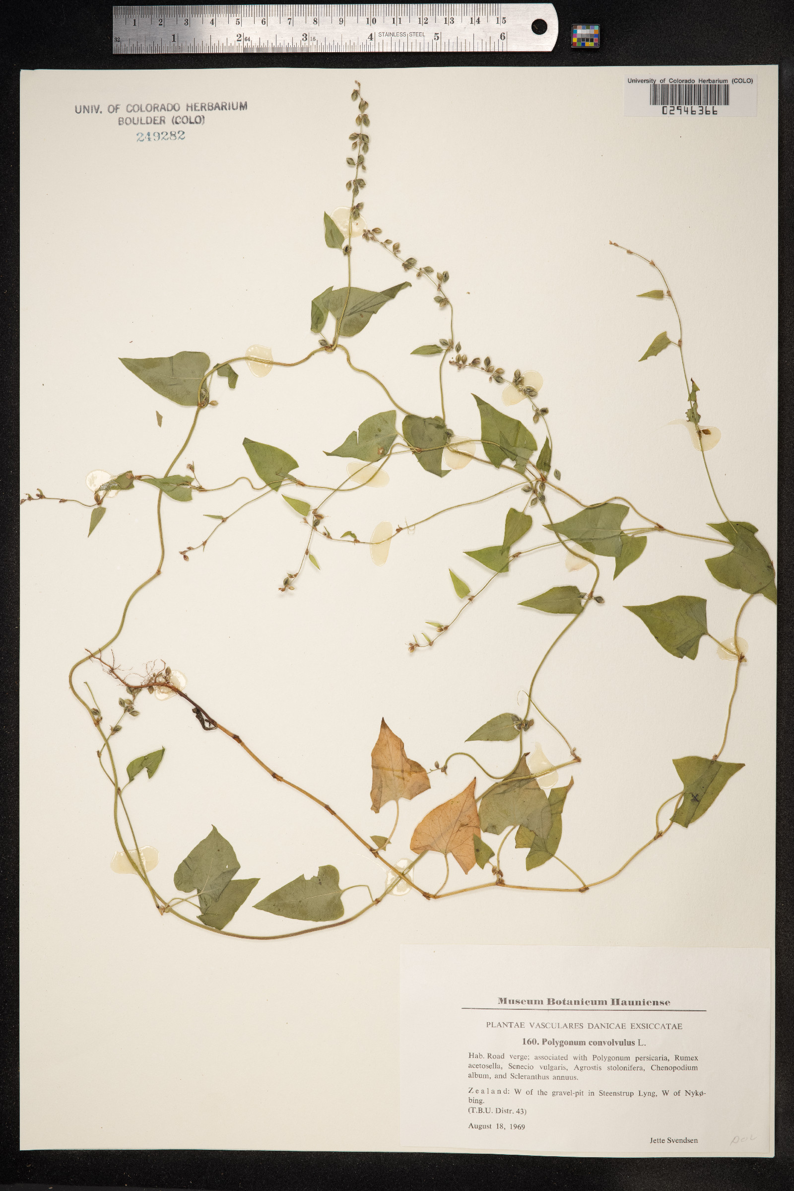 Fallopia convolvulus image