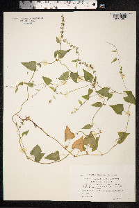 Fallopia convolvulus image