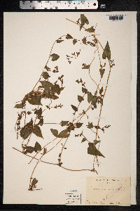 Fallopia dumetorum image