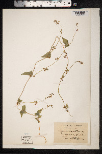 Fallopia dumetorum image