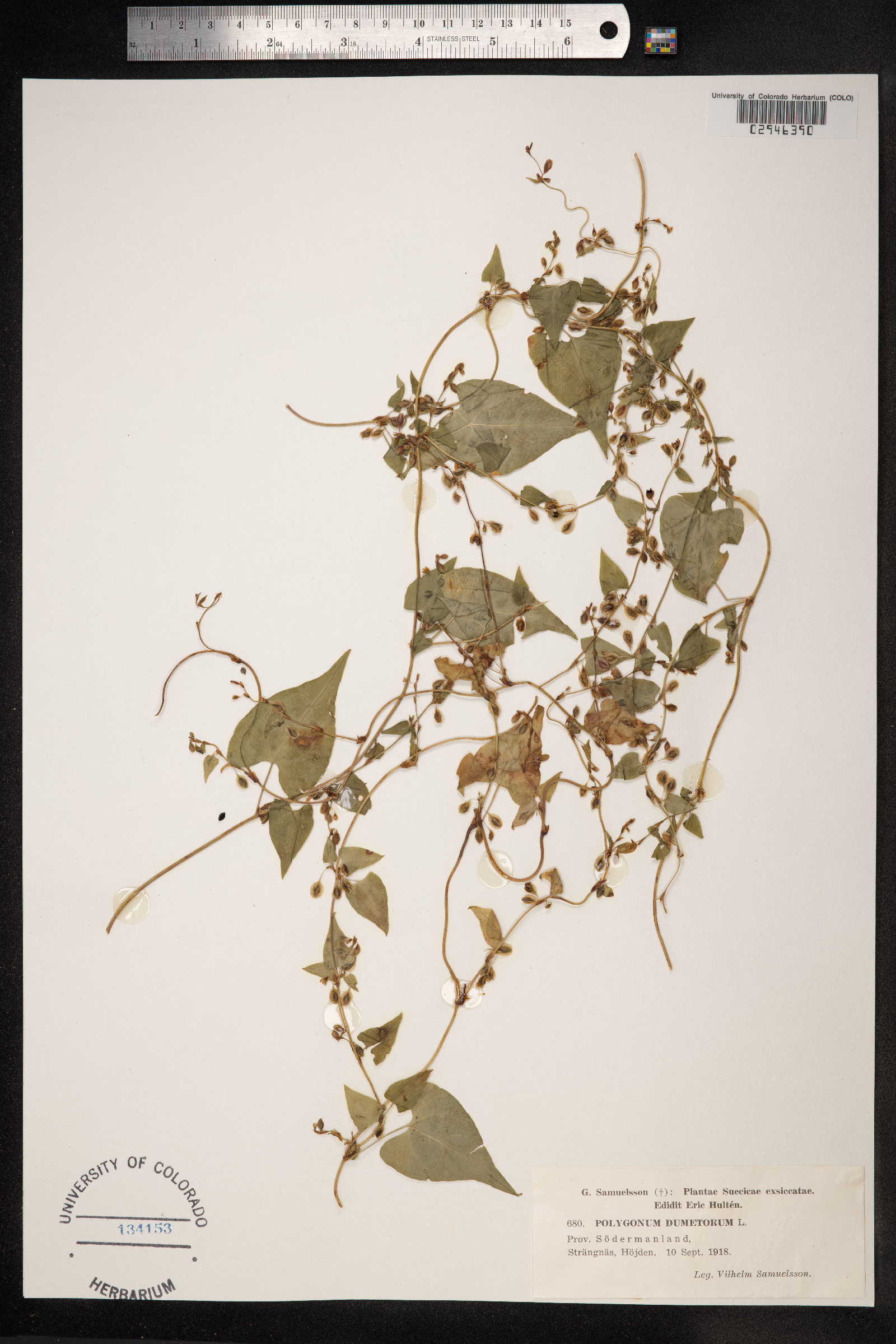 Fallopia dumetorum image