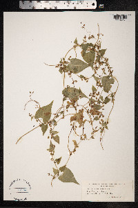Fallopia dumetorum image