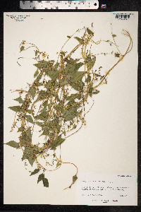 Fallopia dumetorum image