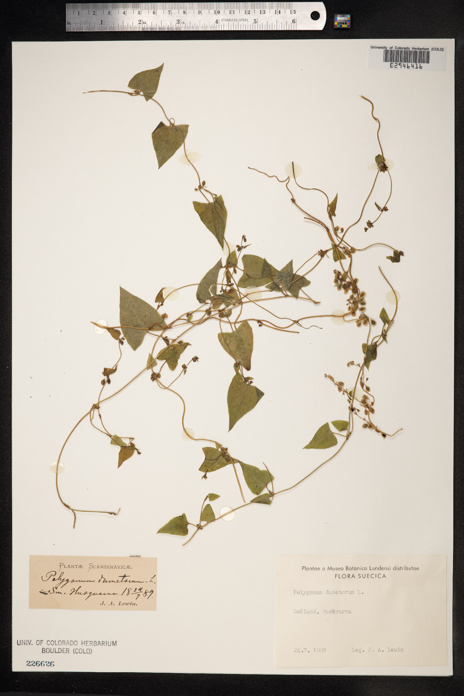 Fallopia dumetorum image