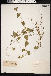 Fallopia dumetorum image