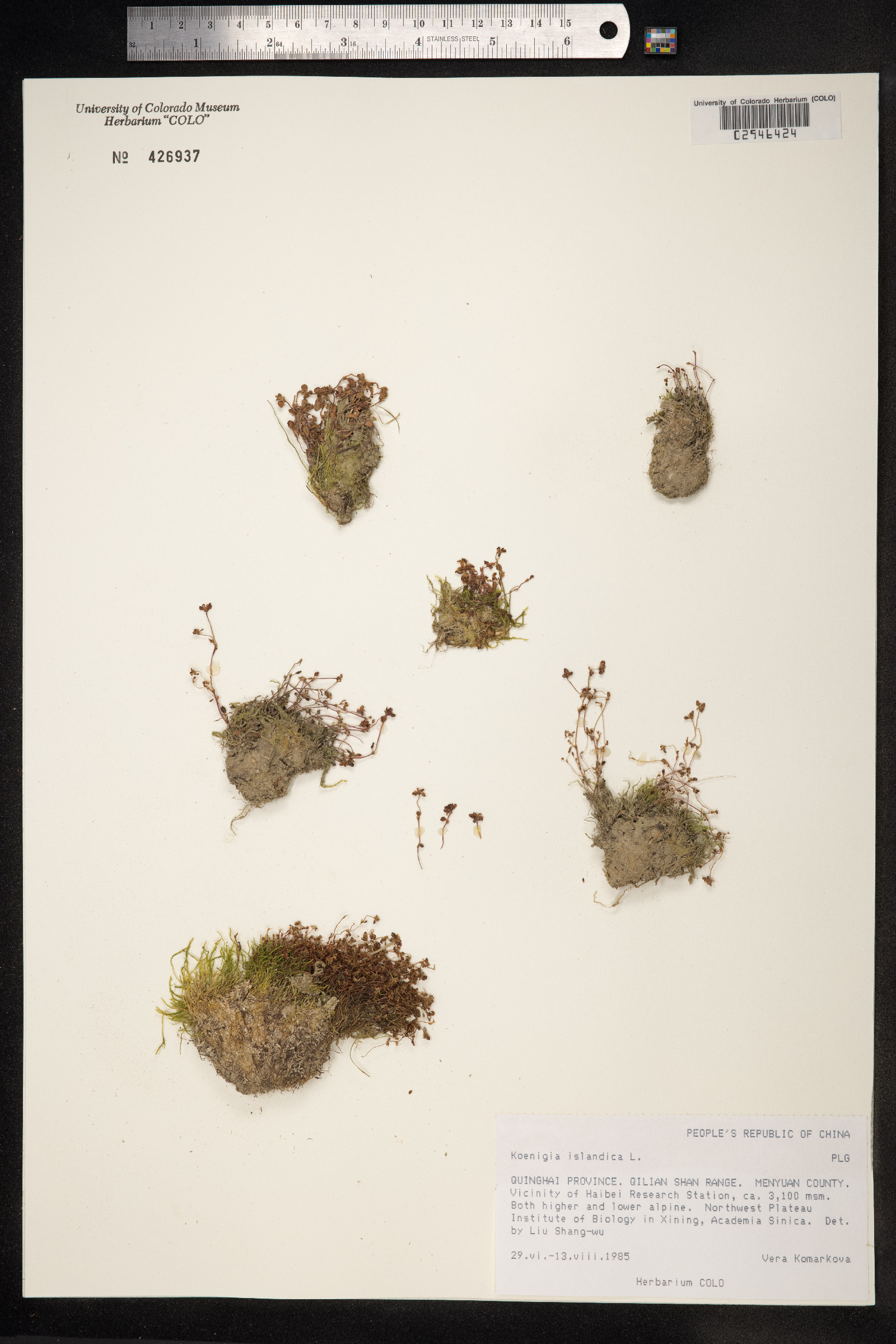 Koenigia islandica image