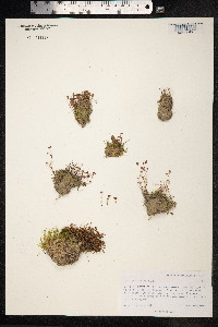Koenigia islandica image